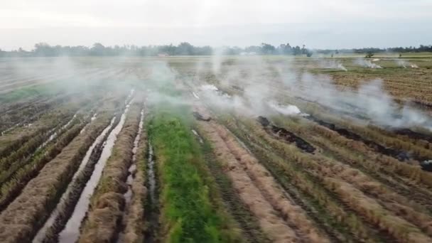 Campo de arroz abierto aéreo ardiendo en Malasia — Vídeos de Stock
