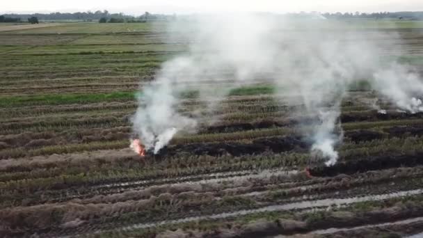 Vue aérienne de la paille à combustion libre en Malaisie — Video