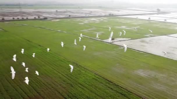 Vista aérea de garzas blancas aves volando — Vídeo de stock