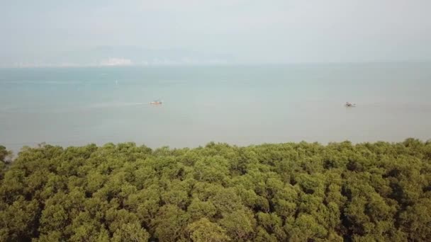 Panning utsikt tät tjock mangrove skog vid kusten. — Stockvideo