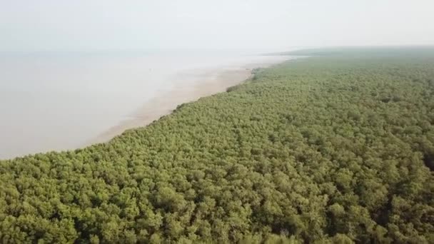 Aerial view mangrove trees near coastal — Stock Video