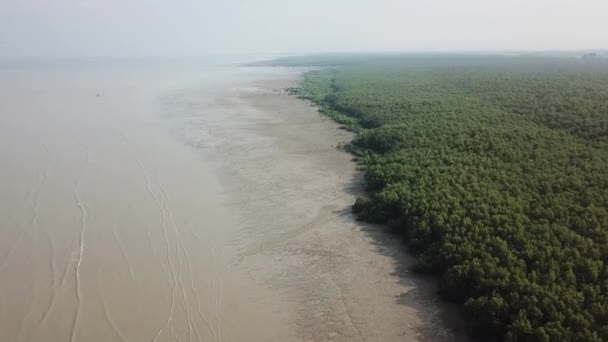 Vue aérienne forêt de mangroves — Video