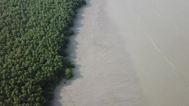Aerial view mangrove trees forest at shoreline — Stock Video