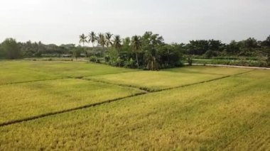Kampung Terus 'taki çeltik tarlasında hindistan cevizi ağaçlarına doğru uçuyorlar.