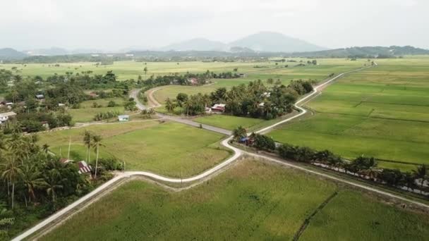 Αεροφωτογραφία πράσινο πεδίο paddy — Αρχείο Βίντεο