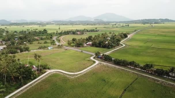 Campo de almofada verde com vista aérea — Vídeo de Stock