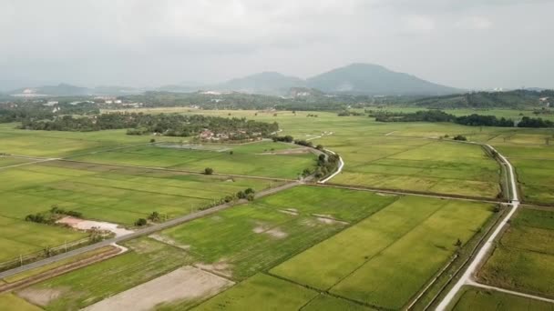 Weites Gebiet des Reisfeldes aus der Luft. — Stockvideo