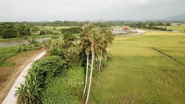 Fila aérea de cocoteros en campo de arroz verde en Kampung Terus — Vídeos de Stock