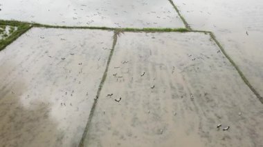 Asya 'nın açık gagalı kuşlarından oluşan hava grubu sel basmış çeltik tarlasında duruyor.