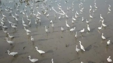 Akbalıkçıl sürüsü çeltik tarlasında
