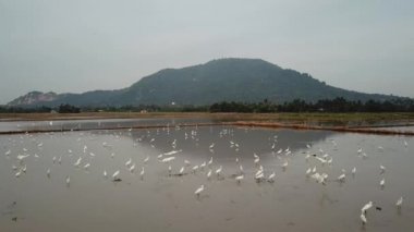 Bataklıkta balık tutan balıkçıl sürüsü