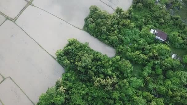 Aerial birds fly over green bush at Penang — Stock Video