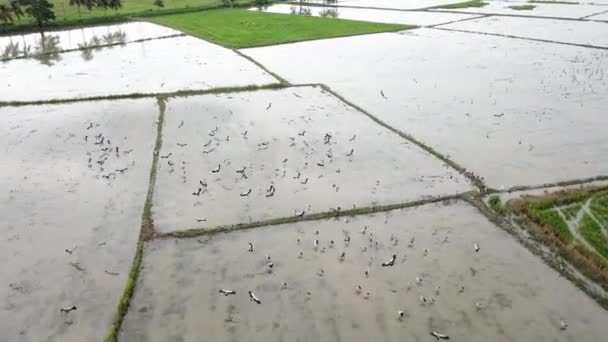 Letecký pohled dolů asijské openbill vyhledávání potravin v rýžovém poli — Stock video