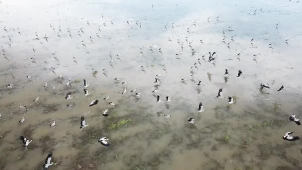 Aerial azjatycki openbill latać razem — Wideo stockowe