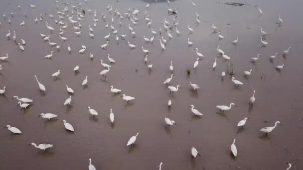 Kranichvogelschwärme stehen auf dem überfluteten Reisfeld — Stockvideo