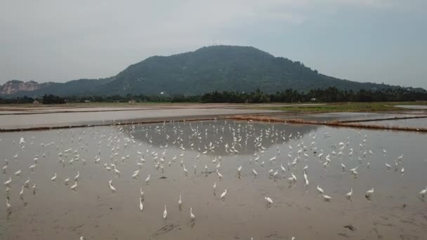 Egrets flod över det översvämmade fältet vid Bukit Mertajam — Stockvideo