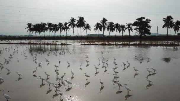 Kudde van zilverreigers in water met achtergrond kokosnoot boom — Stockvideo