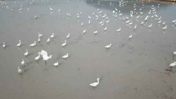 Flygfoto titta ner egret fåglar — Stockvideo