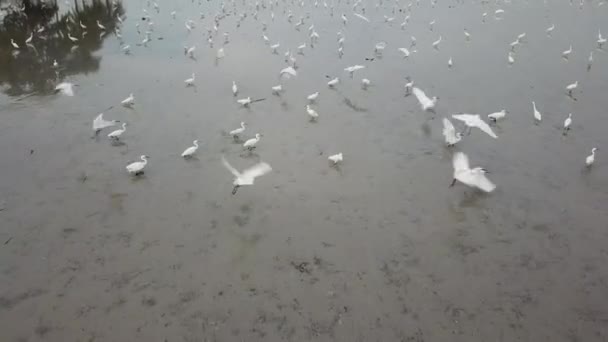 Rebanho de aves da raça egret — Vídeo de Stock