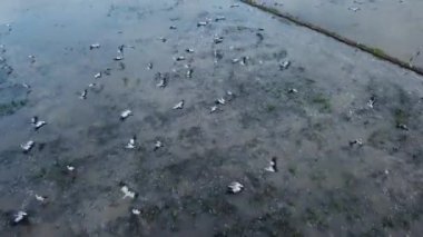 Asya açılış gagası Malezya 'da uçuyor