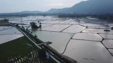 Yüzlerce Asya açılış gagası sineği
