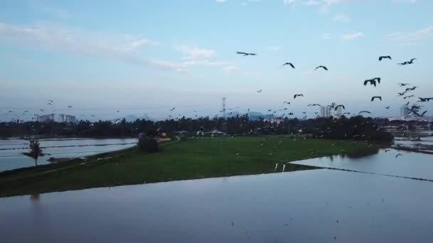 Воздушное преследование стаи азиатских Openbill летать в Малайзии — стоковое видео