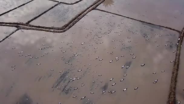 Flock of Asian openbill flyga över våtmark i Malaysia — Stockvideo