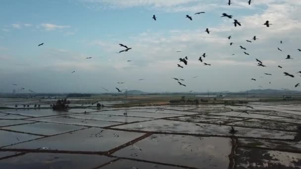 Stormo di cicogna openbill asiatica volare in cielo — Video Stock