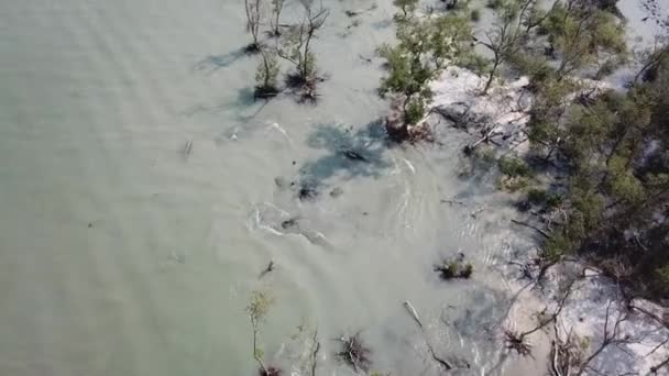 Летать над мангровым деревом и белым песком — стоковое видео