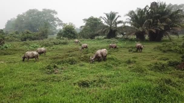 Búfalos estão comendo grama nos campos em campo verde — Vídeo de Stock