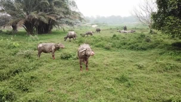 Water buffaloes grazing grass in green field at Malaysia — Stock Video