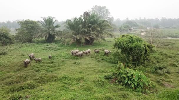 Manada de búfalos de água perto de Village . — Vídeo de Stock