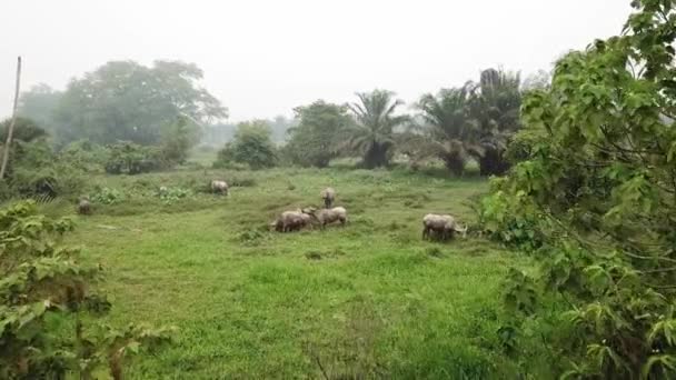 Vacche al pascolo nel campo verde di Penang — Video Stock