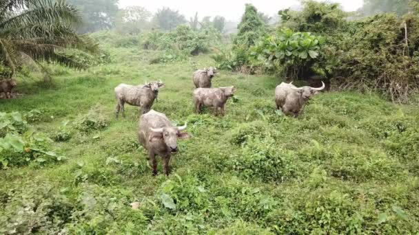 Groep buffels grazende gras en kijk naar de camera — Stockvideo