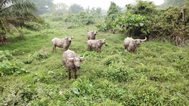 Groupe de buffles pâturant l'herbe et regardez la caméra 