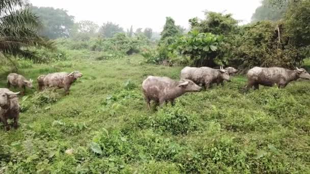 Bufali domestici camminano a cespuglio verde e guardare la fotocamera — Video Stock