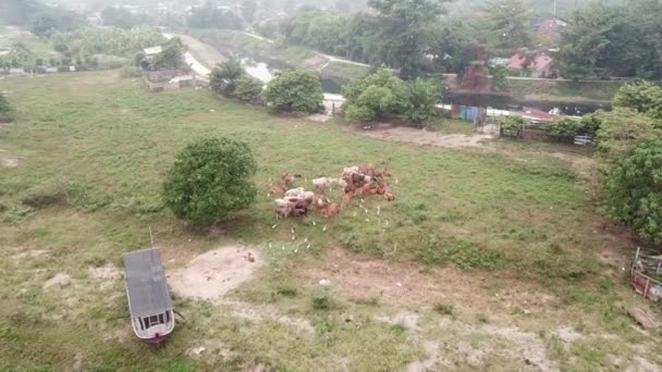 Коровы и цапли вместе в сельской местности в Малайском кампунге — стоковое видео