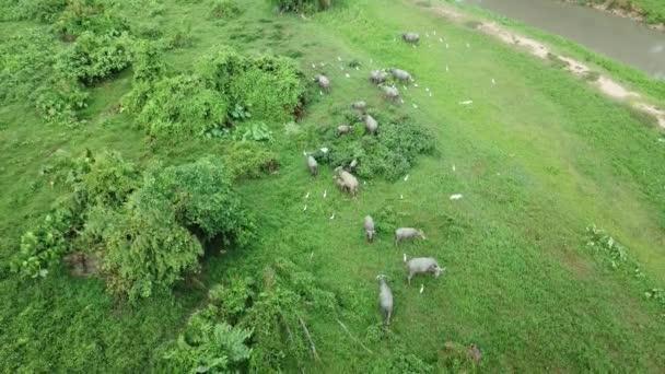 Hjord av bufflar lever tillsammans med nötkreatur egrets på gröna fältet — Stockvideo