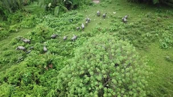 Vue aérienne troupeau de bisons et aigrettes marche — Video