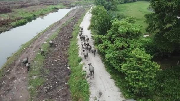 Вид з повітря на стадо буйволів, що йдуть по сільській стежці — стокове відео