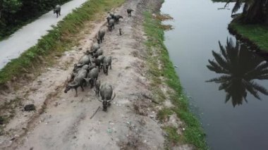 Hava manzaralı bufalolar nehir kıyısında suda palmiye ağaçlarının yansımasıyla yürürler.