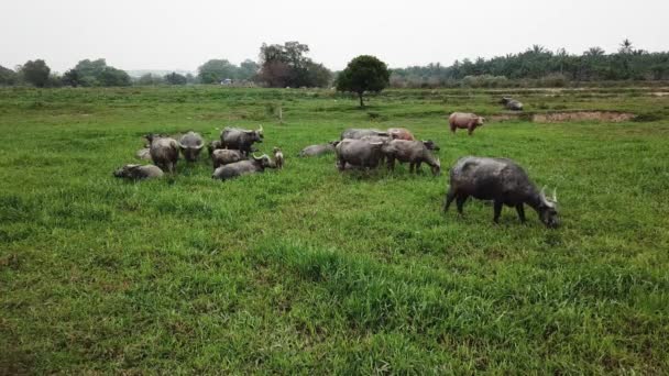 Buffles broutant de l'herbe dans un champ vert à Penan 
