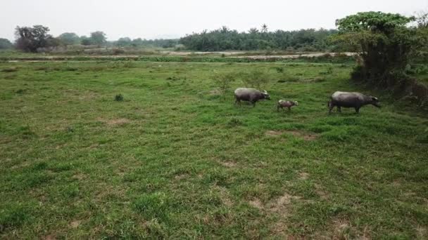 Buffalo família andar em linha para encontrar outro grupo de búfalos — Vídeo de Stock