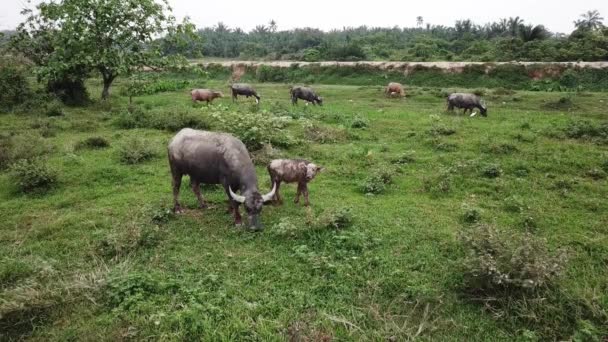 Буффало и теленок пасут траву на зеленом поле в Пенанге — стоковое видео