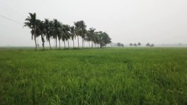 Havadan hindistan cevizi ağaçlarına doğru uçuyor.