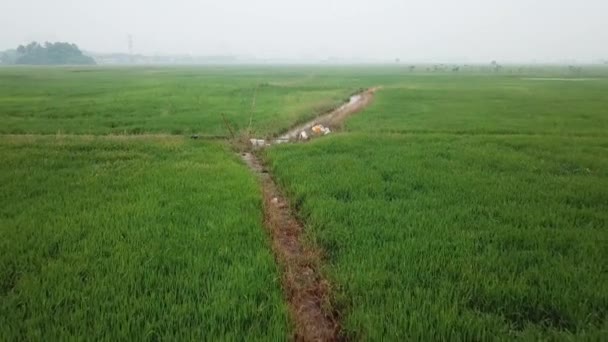 Pesticida deixado no campo de arrozais verdes — Vídeo de Stock