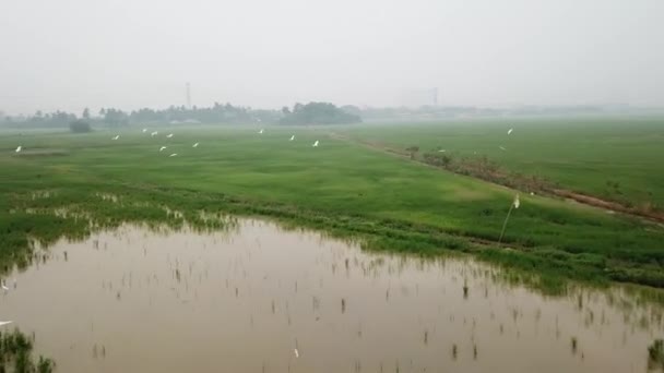 Aerial fly towards egrets fly at green paddy field — Stock Video