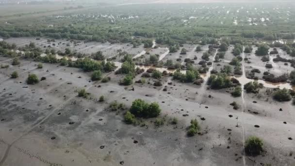 Mosca aérea sobre zonas húmidas com algumas árvores mortas no dia de neblina seca — Vídeo de Stock