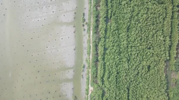 Luchtfoto omlaag kijken dode palmbomen en mangrove bomen — Stockvideo
