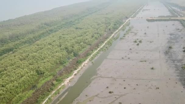 Luchtfoto roteren uitzicht op de dode palmboom en levende mangrove bomen — Stockvideo